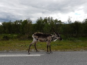 My first wild reindeer between Røros and Tydal