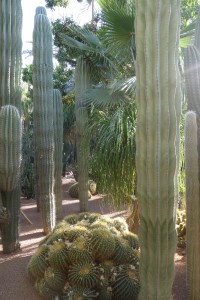 Cacti at the Jardin Majorelle - Please take a seat
