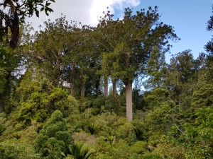 Kauri tree at the Waiau kauri grove