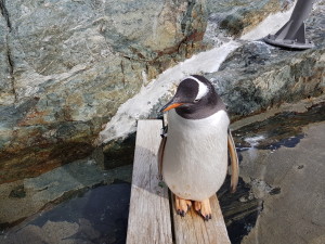 Penguin posing for some pictures (he/she was standing there a long time, not moving)