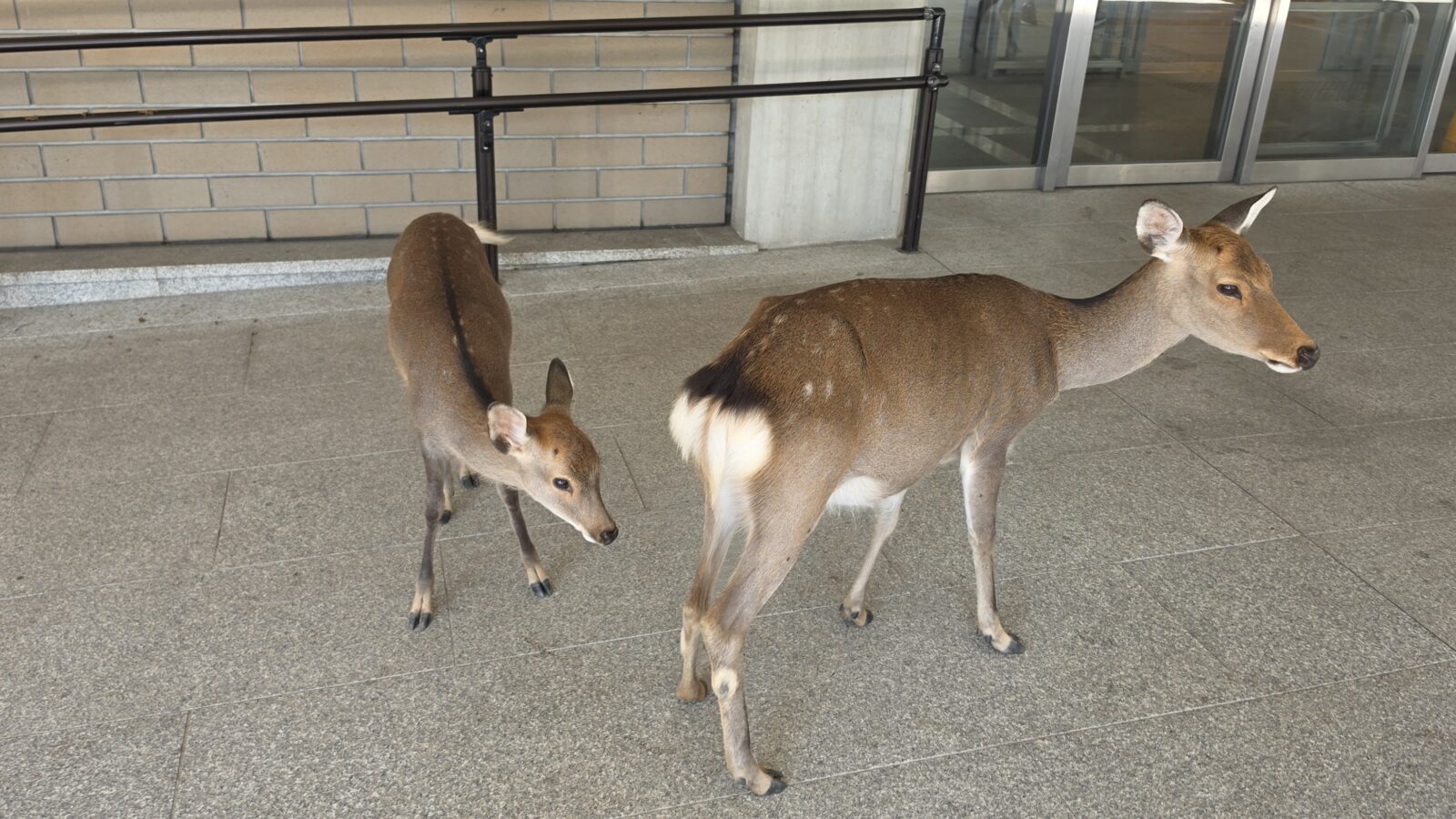 Nara’s Quiet Streets and Noisy Deer – Day 18