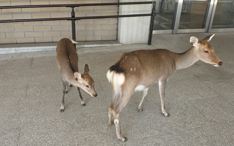 Nara’s Quiet Streets and Noisy Deer – Day 18
